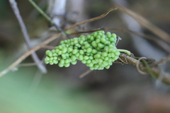 Stephania japonica